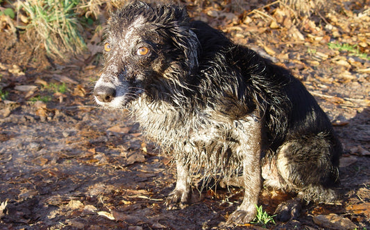 Is your dog just a little bit manky, or a total neat freak?